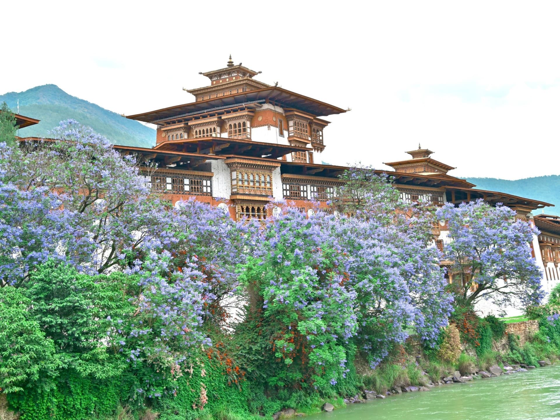 Punakha Dzong rising above jacaranda blossom and the Mo Chhu river
